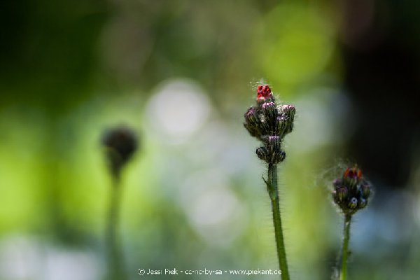 2017 05 27 Garten 13