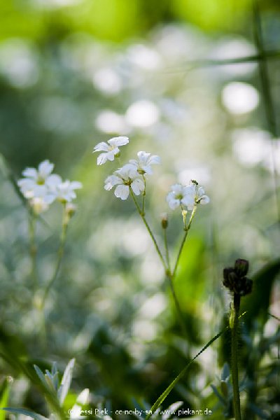 2017 05 27 Garten 14