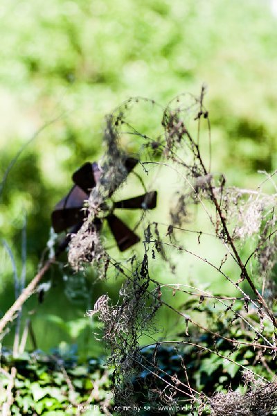 2017 05 27 Garten 17