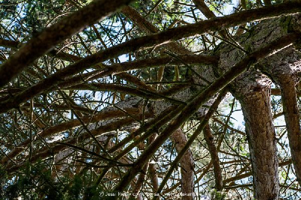 2017 05 27 Garten 21