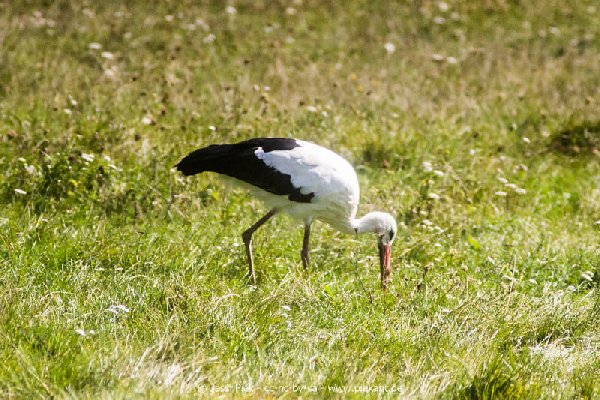 2017 09 22 Wildpark 04
