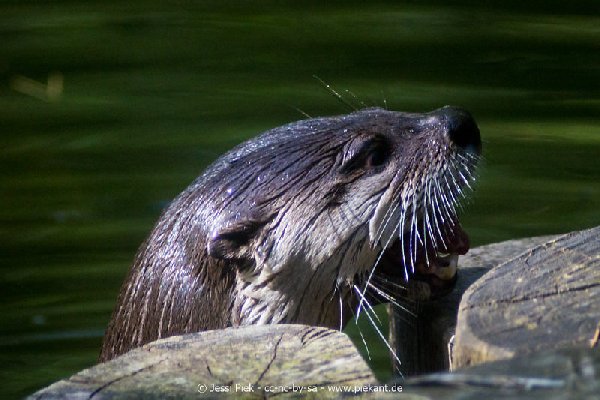 2017 09 22 Wildpark 05