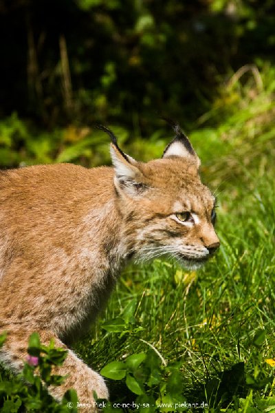 2017 09 22 Wildpark 08
