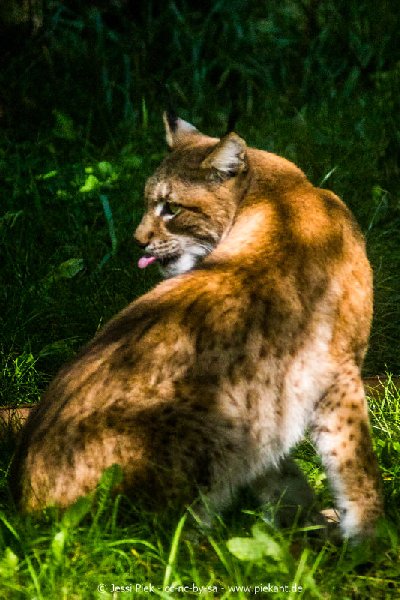 2017 09 22 Wildpark 10