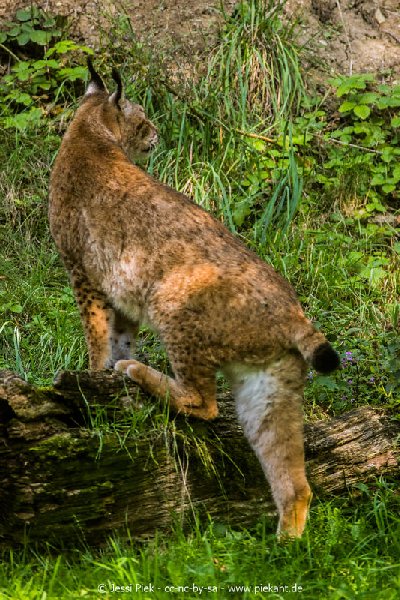 2017 09 22 Wildpark 11