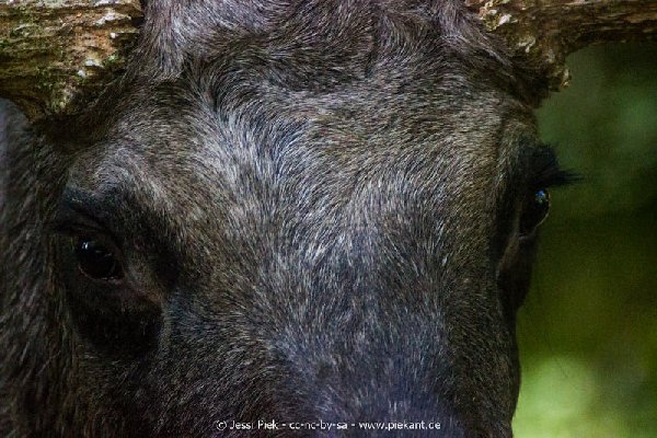 2017 09 22 Wildpark 16