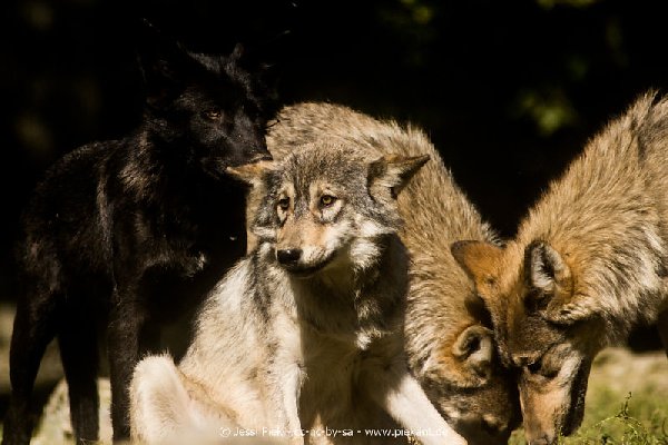 2017 09 22 Wildpark 20