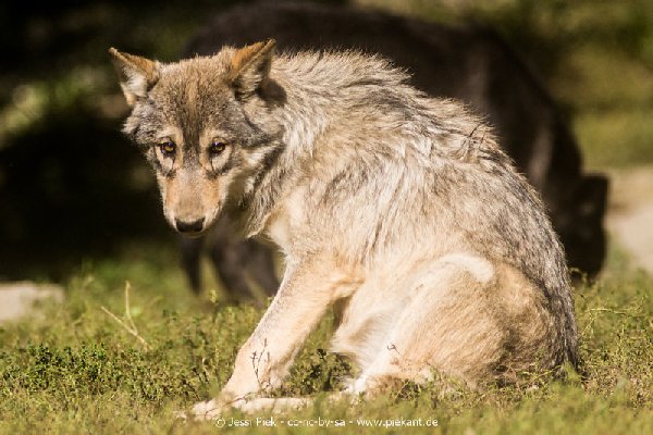 2017 09 22 Wildpark 22