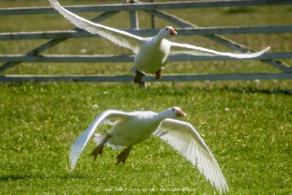 2017 09 22 Wildpark 24