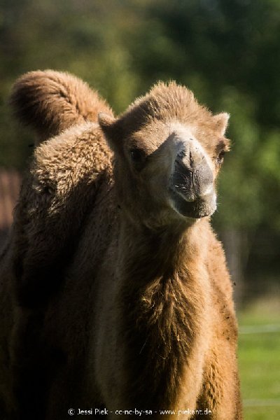 2017 09 22 Wildpark 27