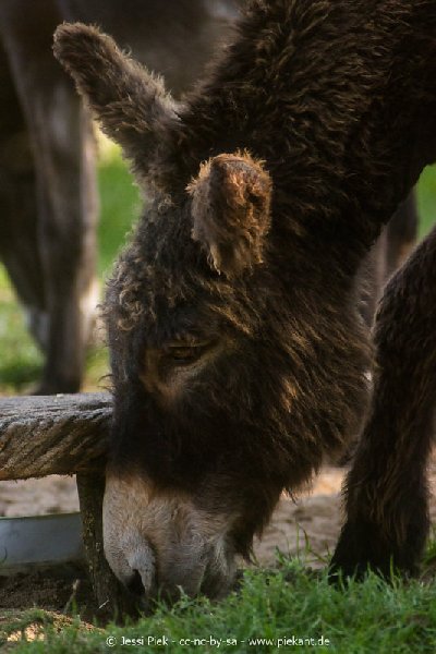 2017 09 22 Wildpark 29