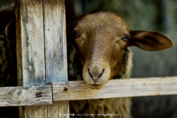 2017 09 22 Wildpark 38