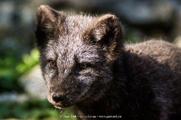 2017 09 22 Wildpark 43