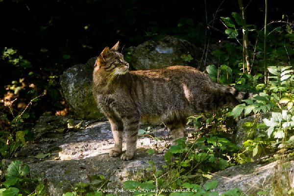 2017 09 22 Wildpark 45