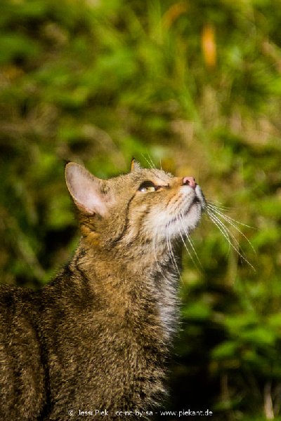 2017 09 22 Wildpark 48