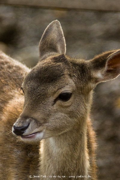 2017 09 22 Wildpark 52