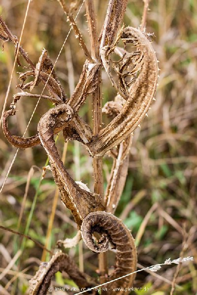 2018 08 31 Laubenheimer Ried 01