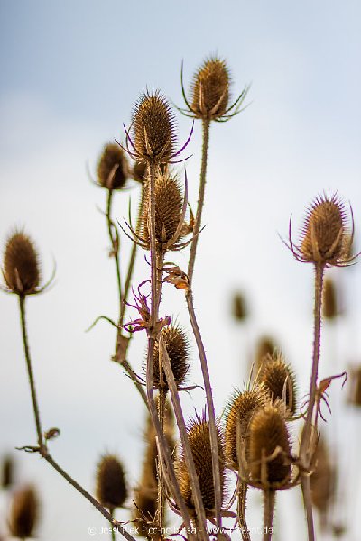 2018 08 31 Laubenheimer Ried 09