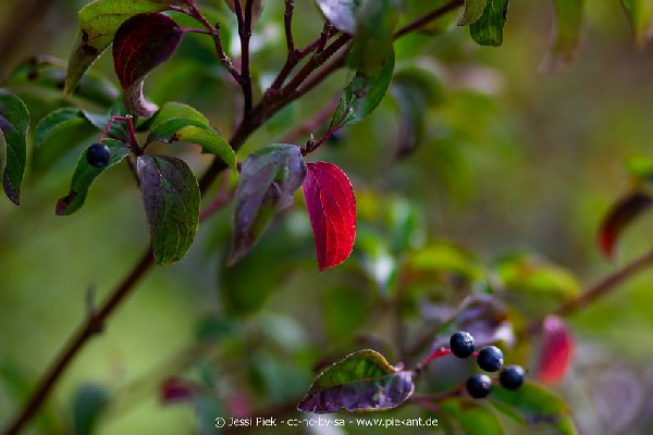 2018 08 31 Laubenheimer Ried 12