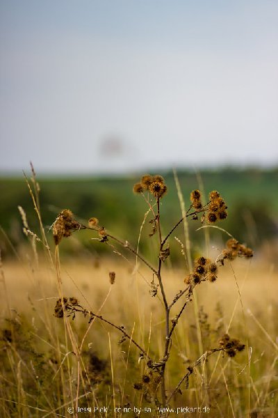 2018 08 31 Laubenheimer Ried 14