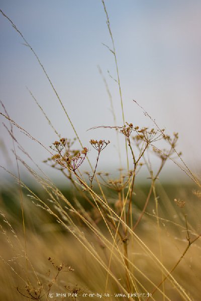 2018 08 31 Laubenheimer Ried 16