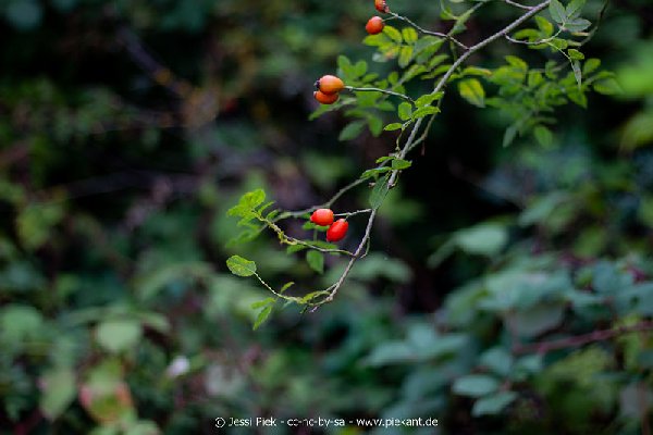 2018 08 31 Laubenheimer Ried 20
