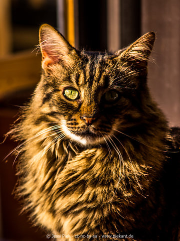 20150911Amos01p